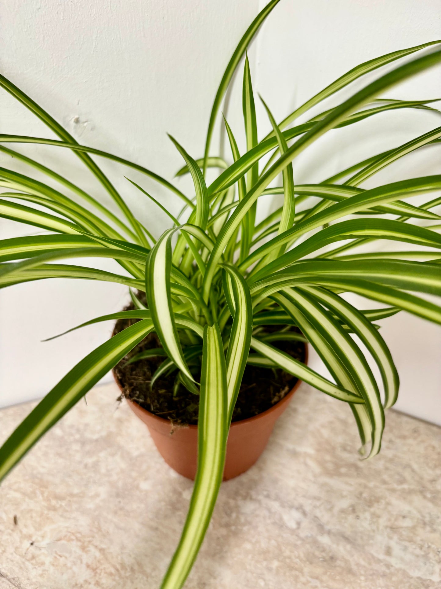 Chlorophyttum / Spider plant
