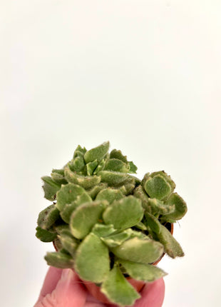 Cotyledon Ladismithiensis/Bear paws