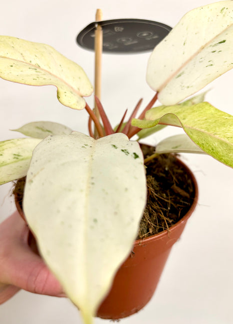 Philodendron Snowdrift
