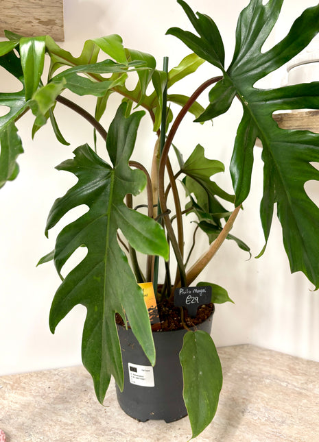Philodendron Mayoi