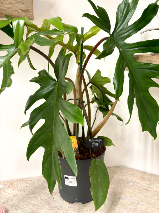 Philodendron Mayoi