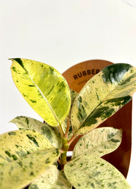 Ficus Shivereana