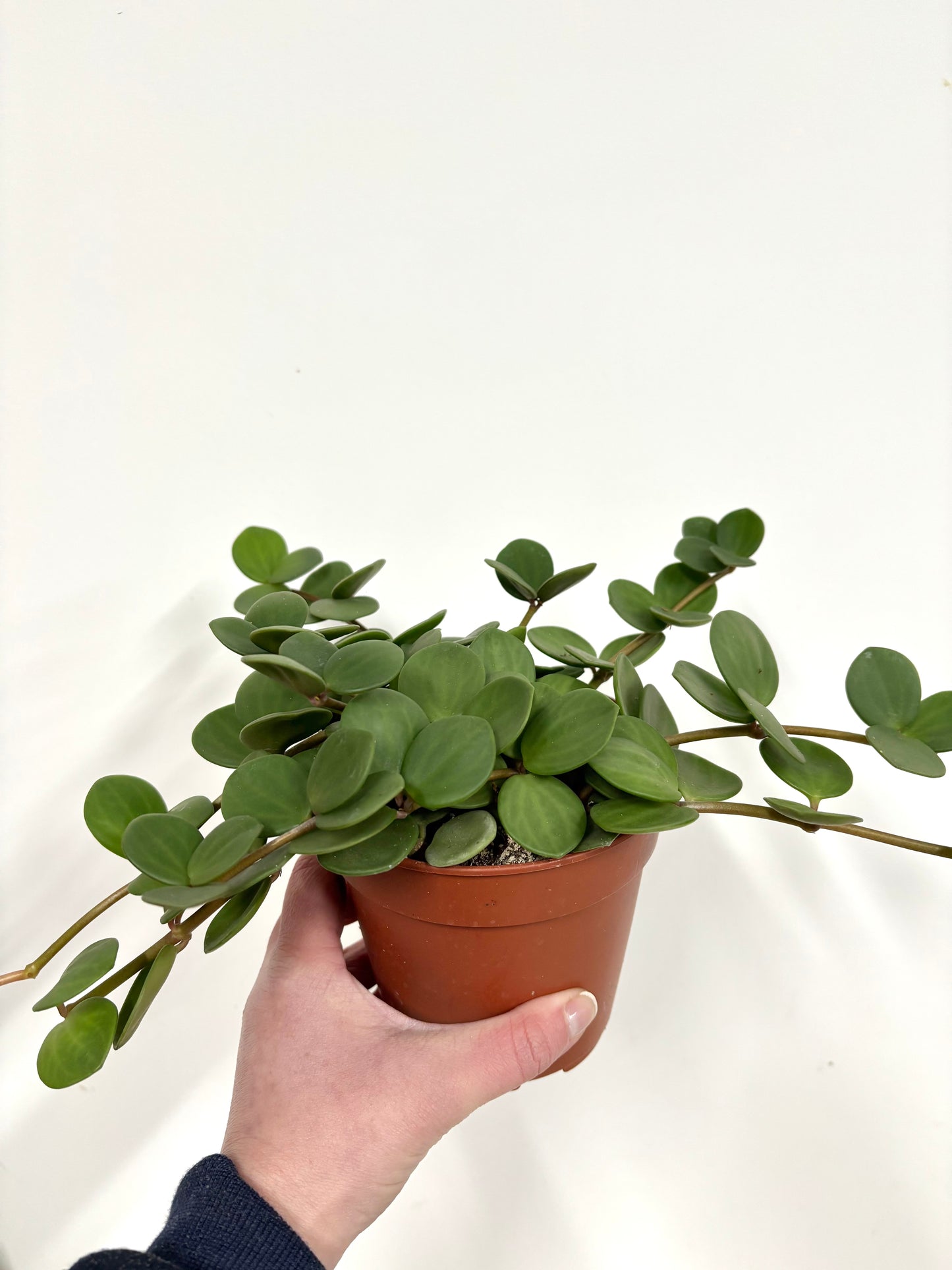 Peperomia Hope