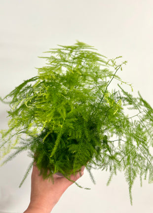 Asparagus Setaceus