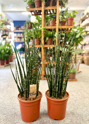 Sansevieria Fernwood Mikado