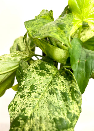 Syngonium Mottled