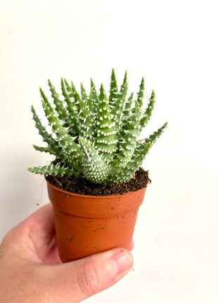 Aloe Humilis Shark