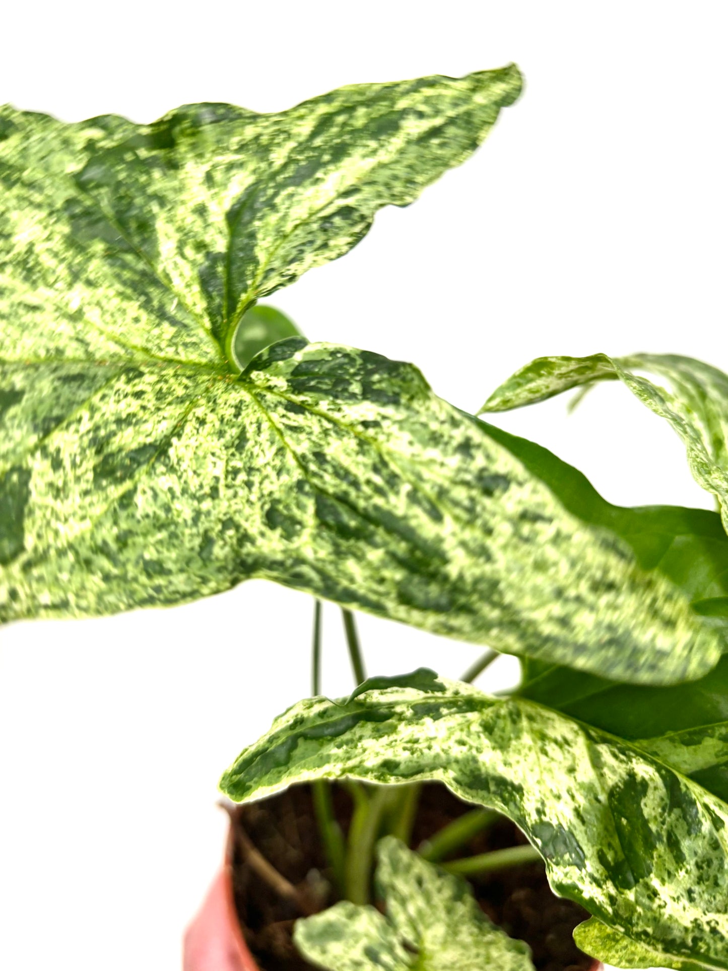 Syngonium Mottled