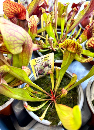 Sarracenia Flytrap - Pitcher plant