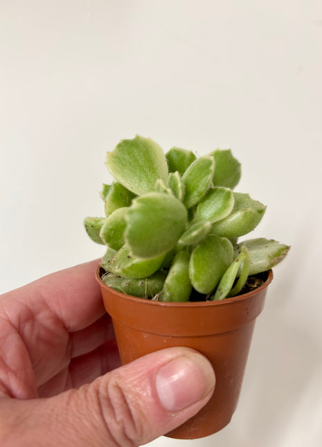 Cotyledon Ladismithiensis/Bear paws