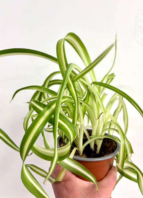 Chlorophytum Bonnie