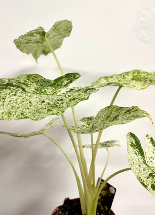 Alocasia Batik Variegata