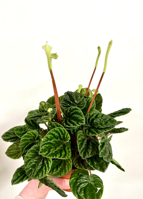Peperomia Lilian