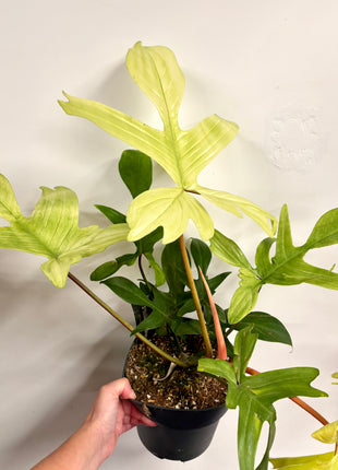 Philodendron Florida