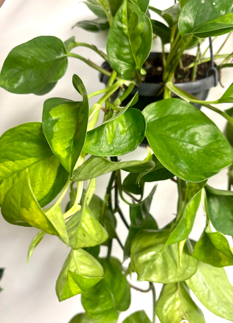 Epipremnum Global Green