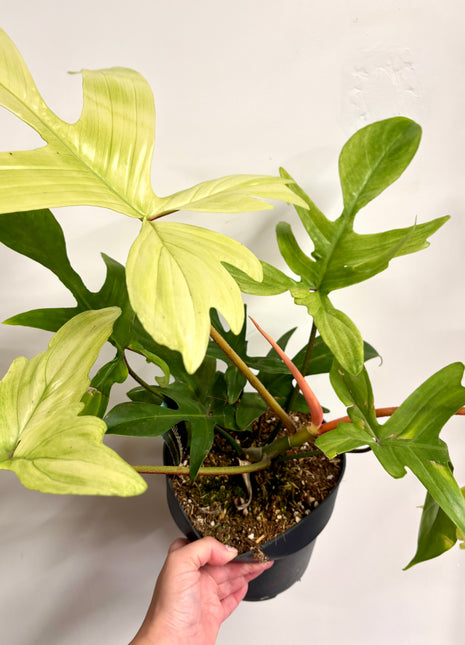 Philodendron Florida