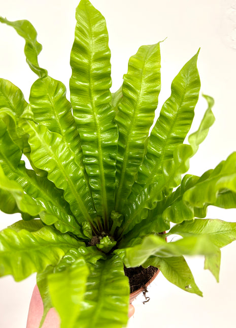 Asplenium Crispy Wave