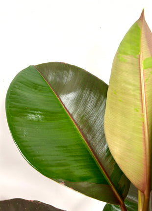 Ficus Pink Camouflage
