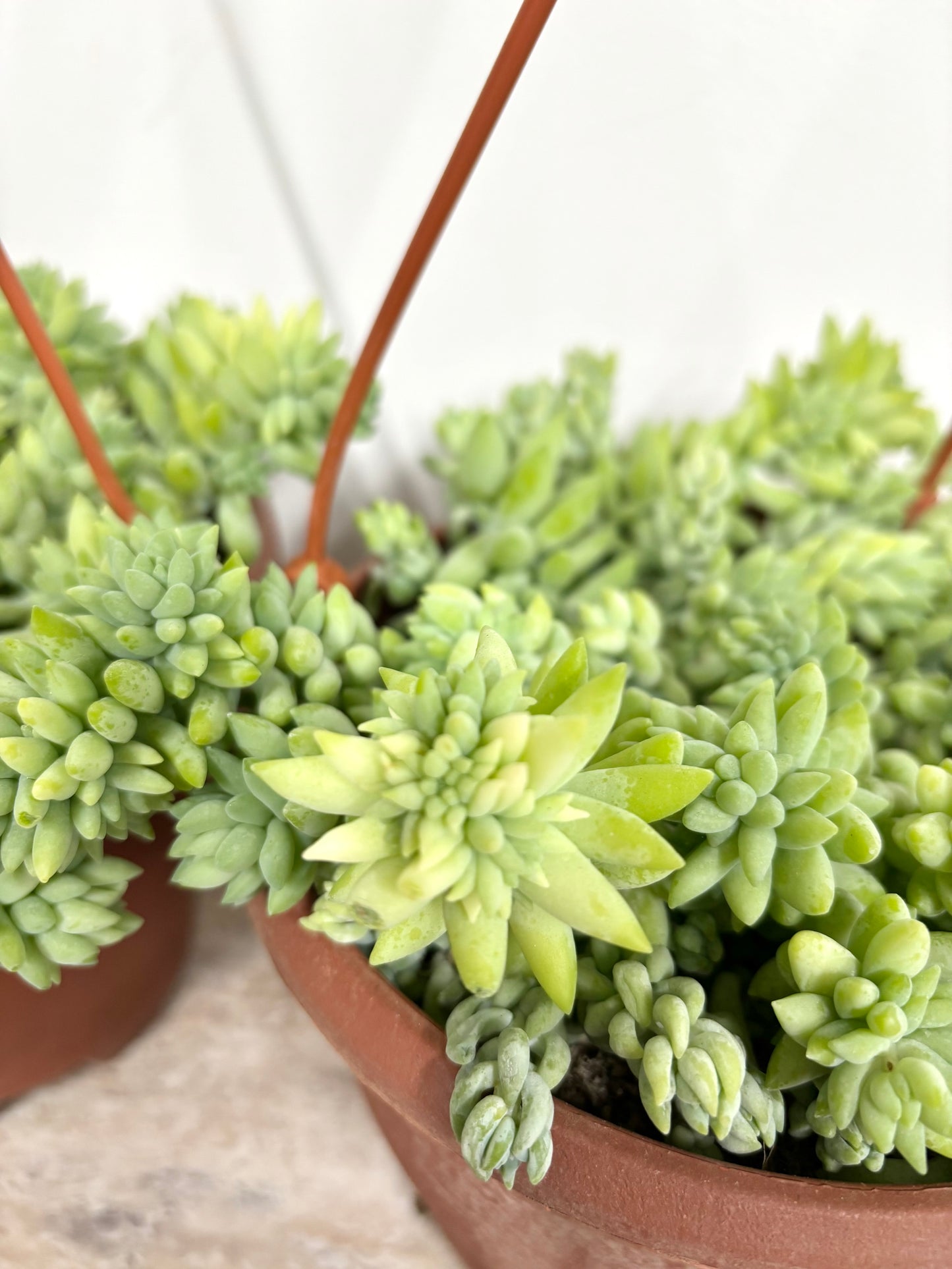 Sedum Burrito