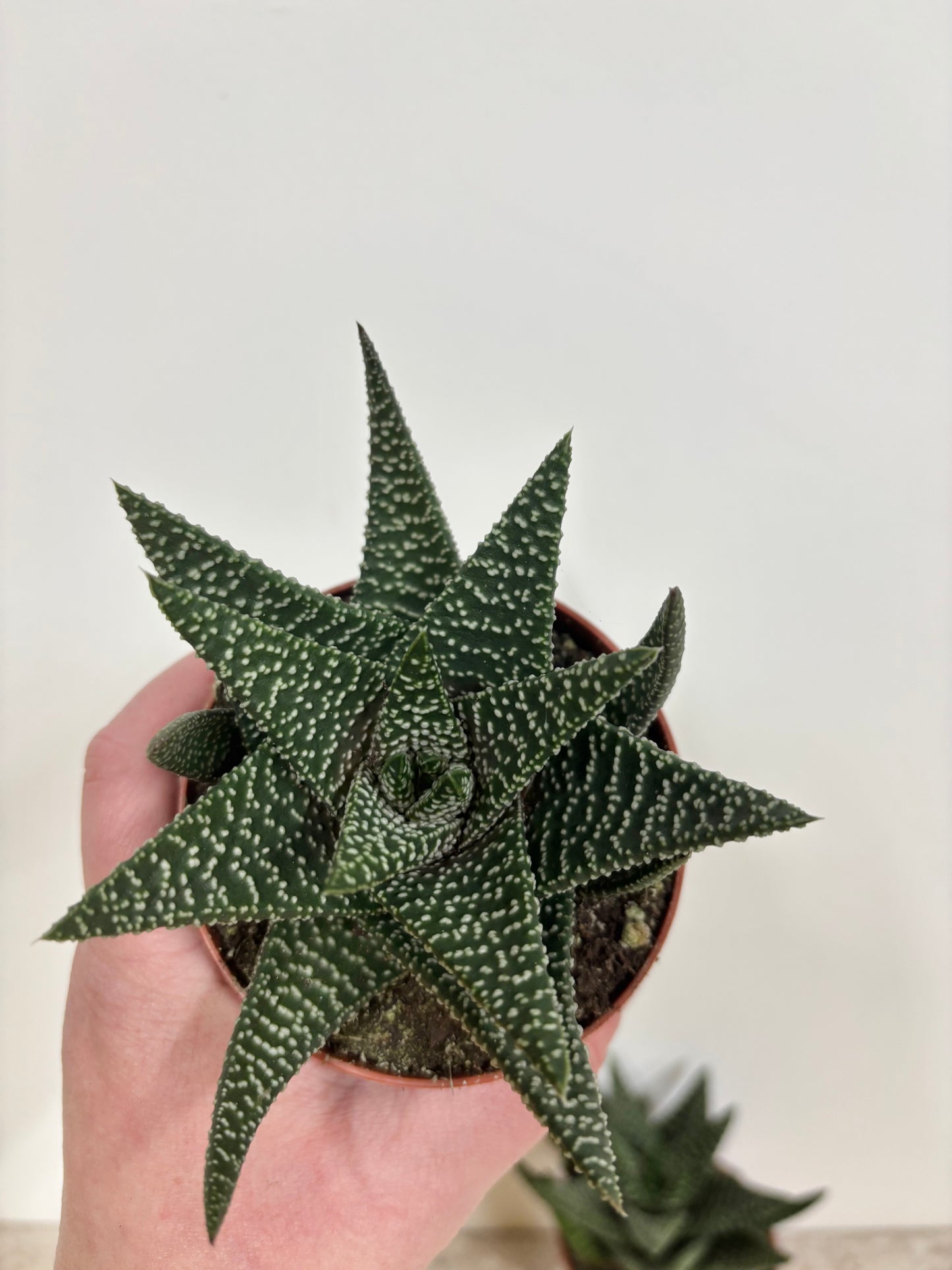 Gasterhaworthia Royal Higness