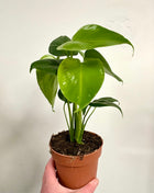 Monstera Deliciosa