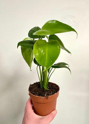 Monstera Deliciosa