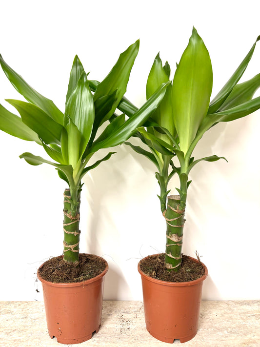 Dracaena Steudneri