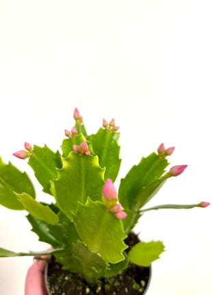 Schlumbergera