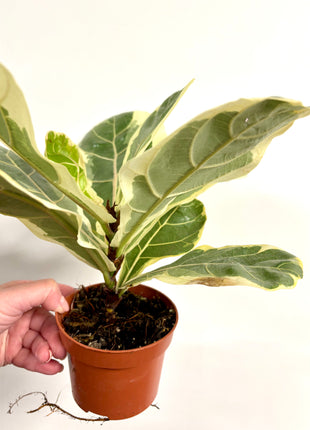 Ficus Lyrata Variegata