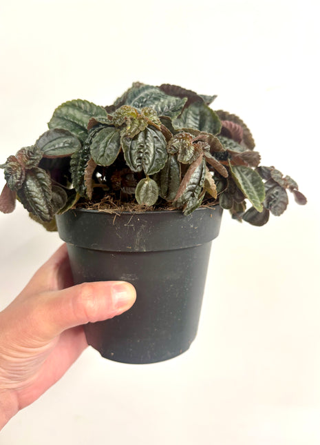 Pilea Norfolk