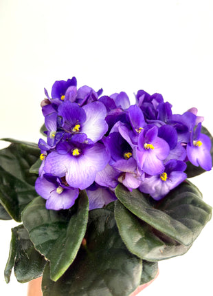 African Violet