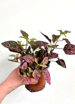 Hypoestes Pink