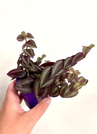 Tradescantia Zebrina