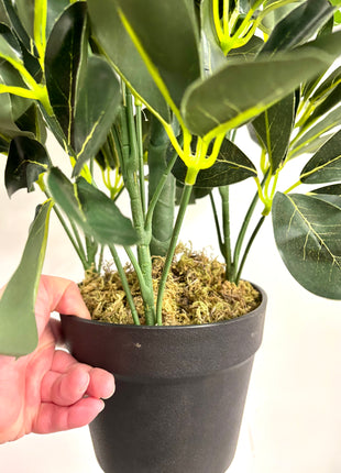 Faux Schefflera