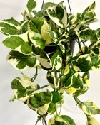 Epipremnum Njoy