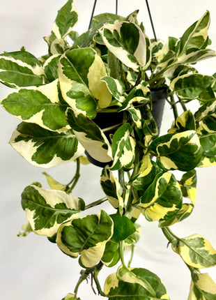 Epipremnum Njoy