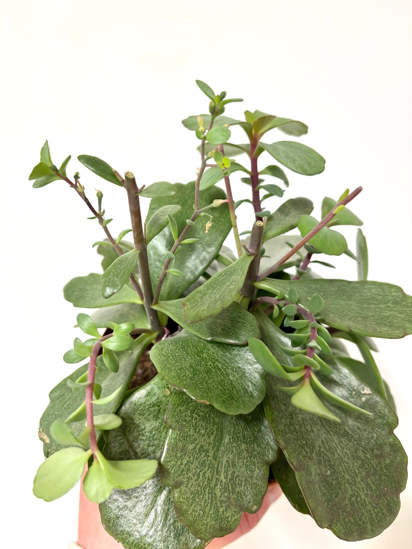 Kalanchoe Suprising Canyon