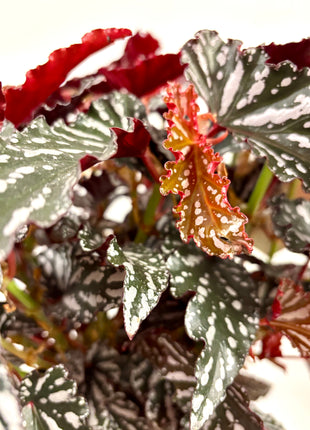 Begonia Maculata Spotlight Green