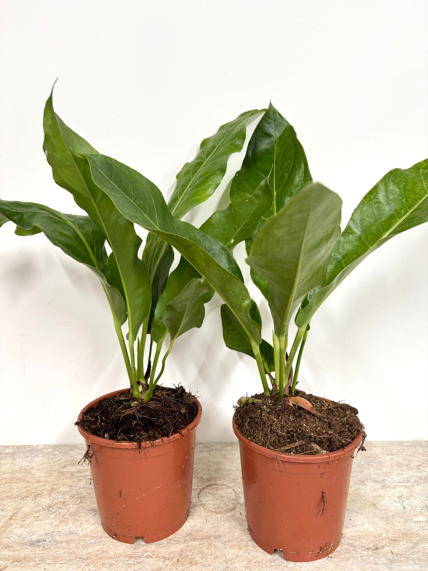 Anthurium Birdnest