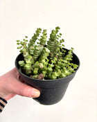 Crass Marnieriana Hottentot