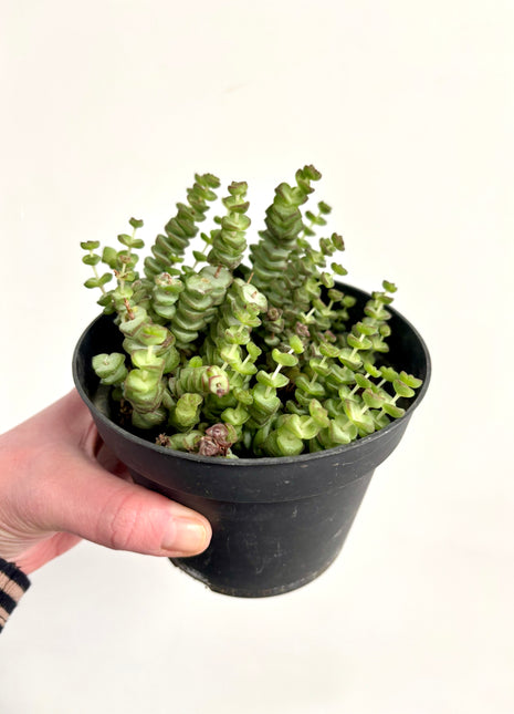 Crass Marnieriana Hottentot