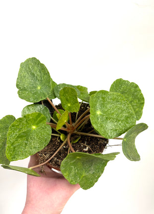 Pilea ‘Sugar’