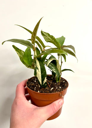 Ficus Sagittata Pink Variegata