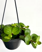 Peperomia Hope
