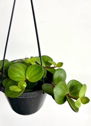 Peperomia Hope