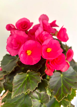 Begonia Du Gemend