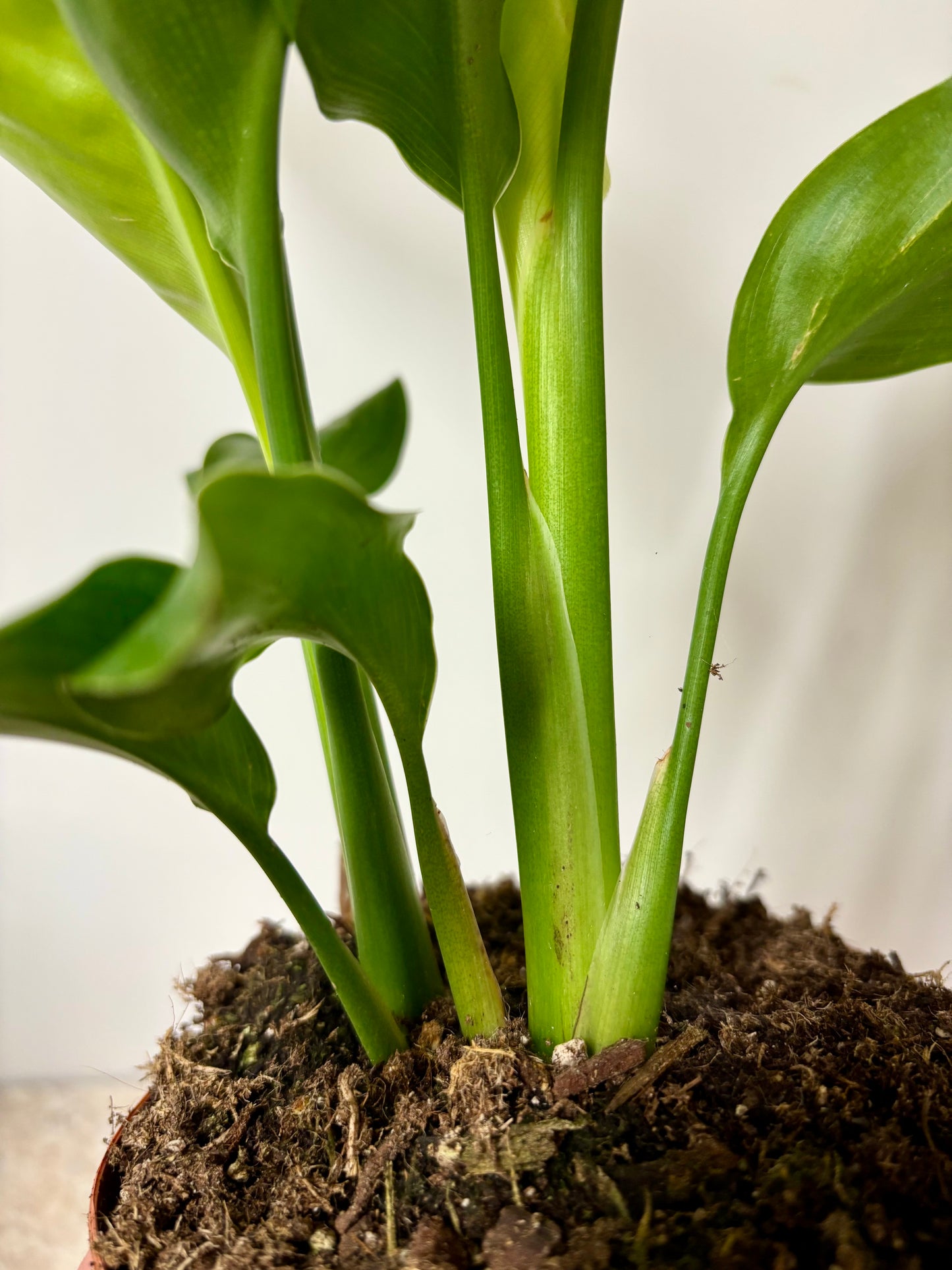 Strelitzia Nicolai / Bird Of Paradise