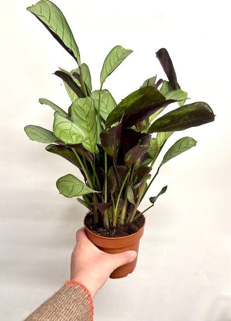 Ctenanthe Amagris