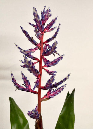 Aechmea Blue Rain