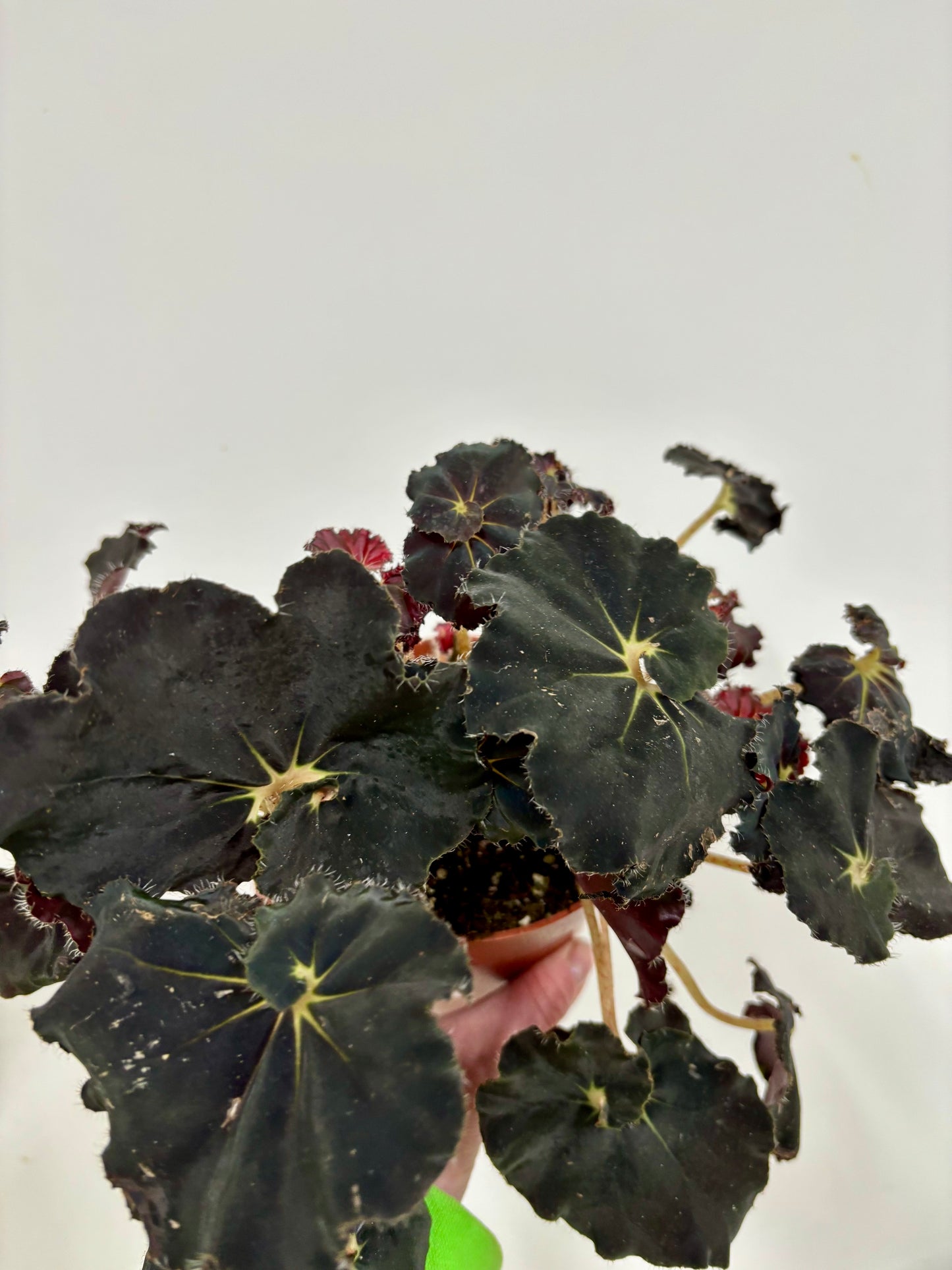 Begonia Rex Dark Mambo